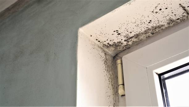 Best Industrial Mold Remediation  in La Grange, NC