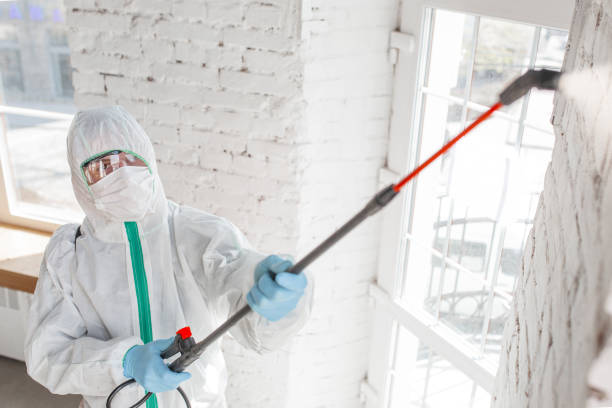 Best Mold Damage Restoration  in La Grange, NC