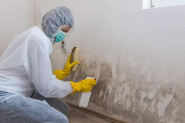 Professional Mold Removal in La Grange, NC