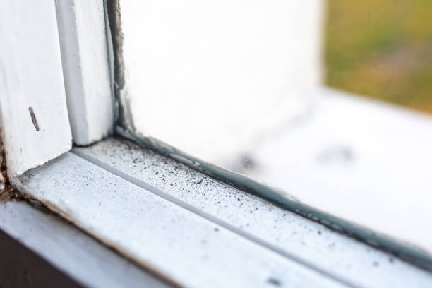 Best Comprehensive Air Testing for Mold Contaminants  in La Grange, NC