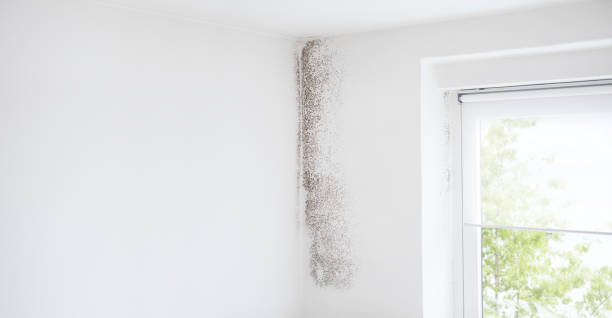 Best Real Estate Mold Inspection  in La Grange, NC