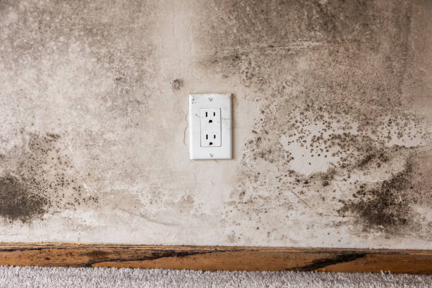 Dehumidification Services in La Grange, NC