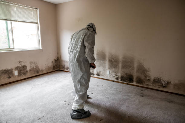 Best Mold Remediation for Healthcare Facilities  in La Grange, NC